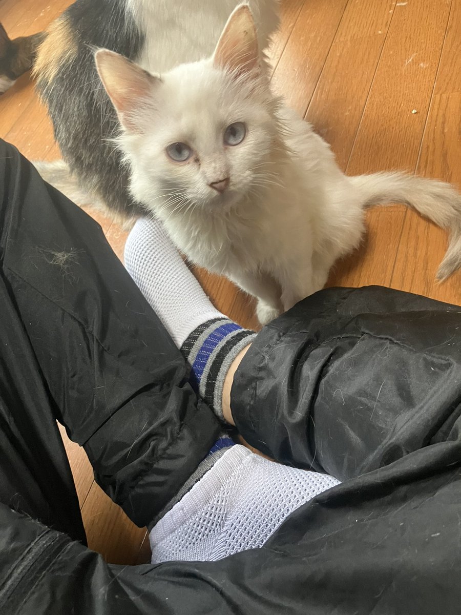 pnho3zreVt1npF5's tweet photo. 麗しき 乙女の園(女子部屋)
みんな可愛いし懐っこい🥰
#templecat
#女子部屋 https://t.co/s1RgB3WhM8