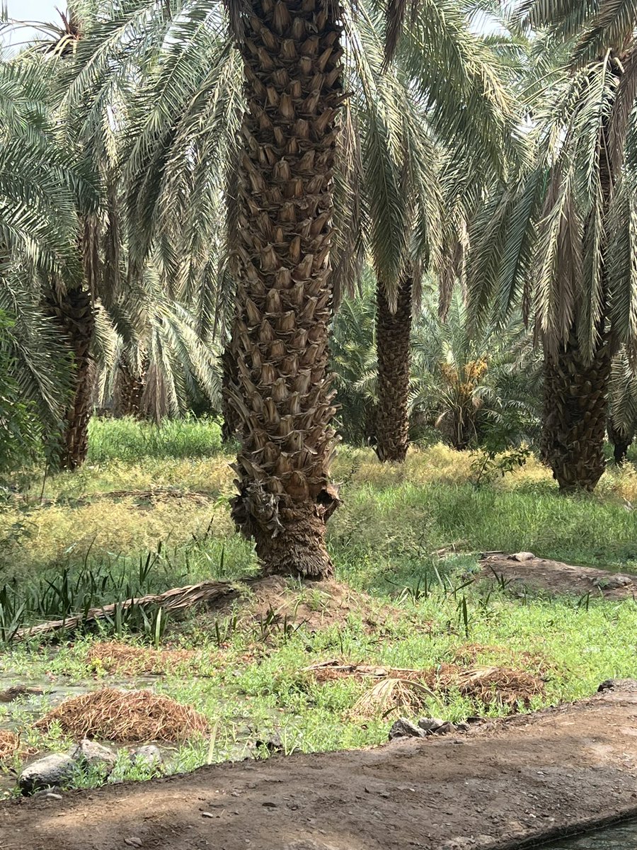 مزرعة الصحابي سلمان الفارسي رضي الله عنه