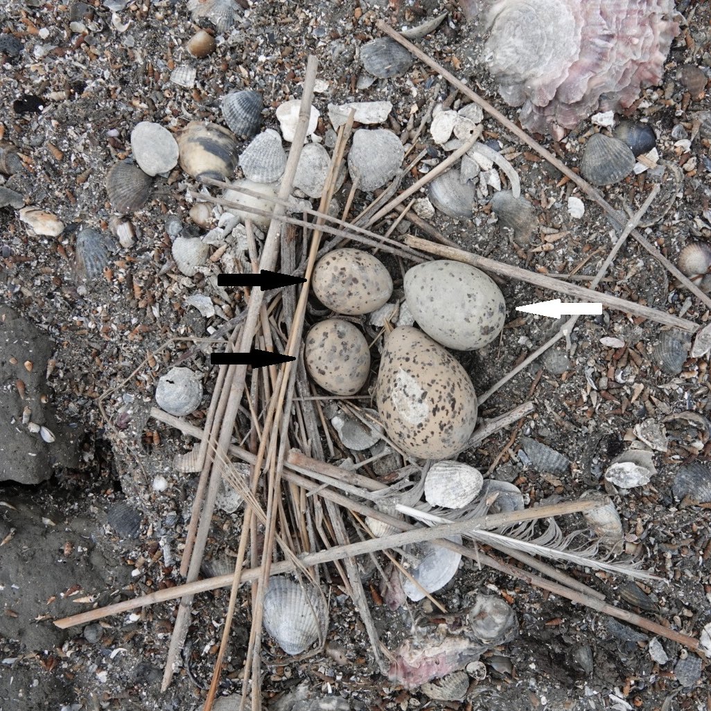 New paper is out!! Check the last issue of <a href="/AvocettaJournal/">Avocetta</a> : "Laying eggs on the same nest: unusual mixed-species clutch among three colonial #shorebirds" by Salvador and Sponza 
doi.org/10.30456/AVO.2…