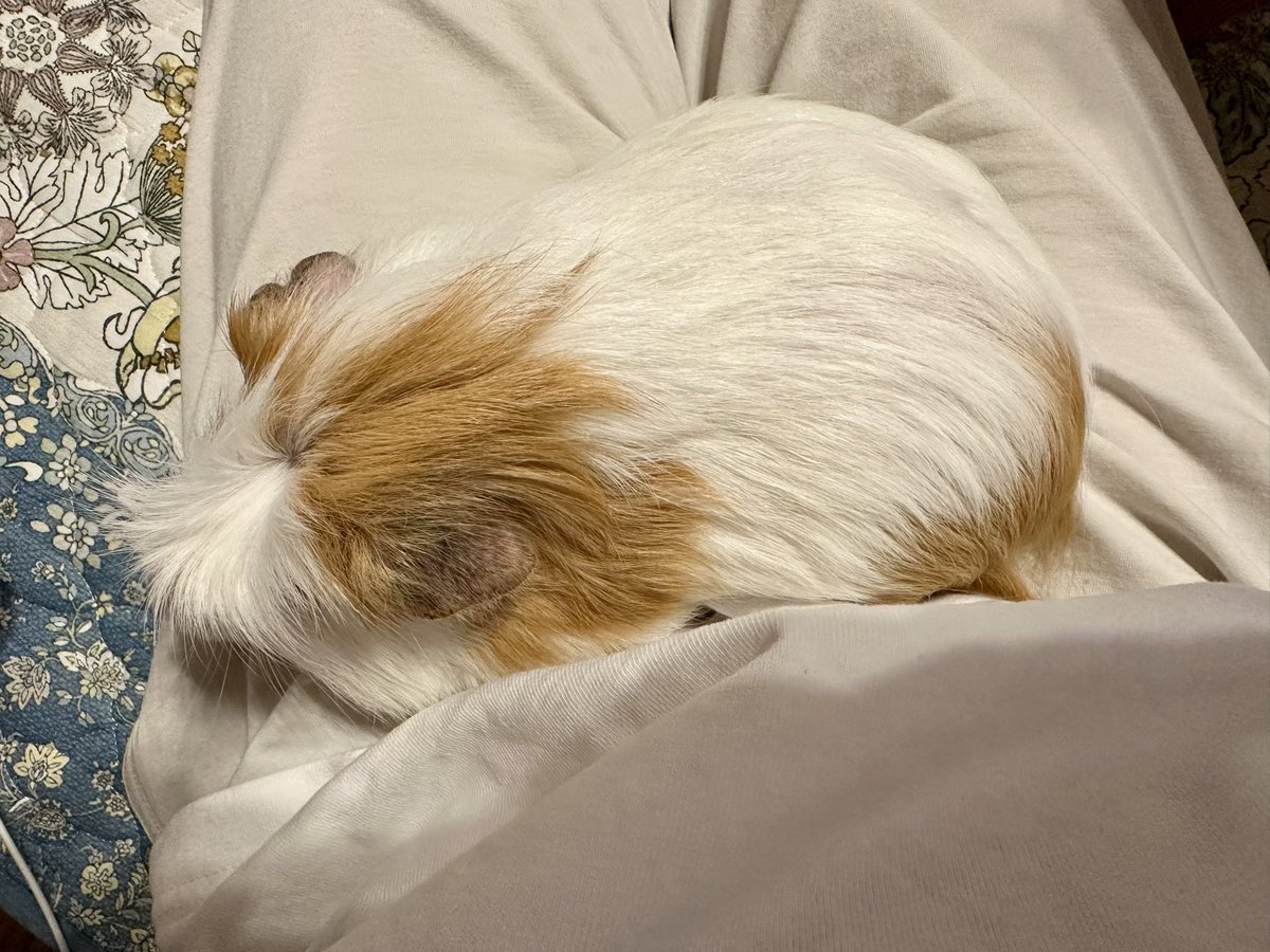 ソフィがお空へ行ってから🦁🌈
フウくんの元気がありません🐹
変われるものなら変わってあげたいほど
かわいそうで…
1番テレパシーで繋がっていたものね

#モルモット
#guineapig 
#ペットロス