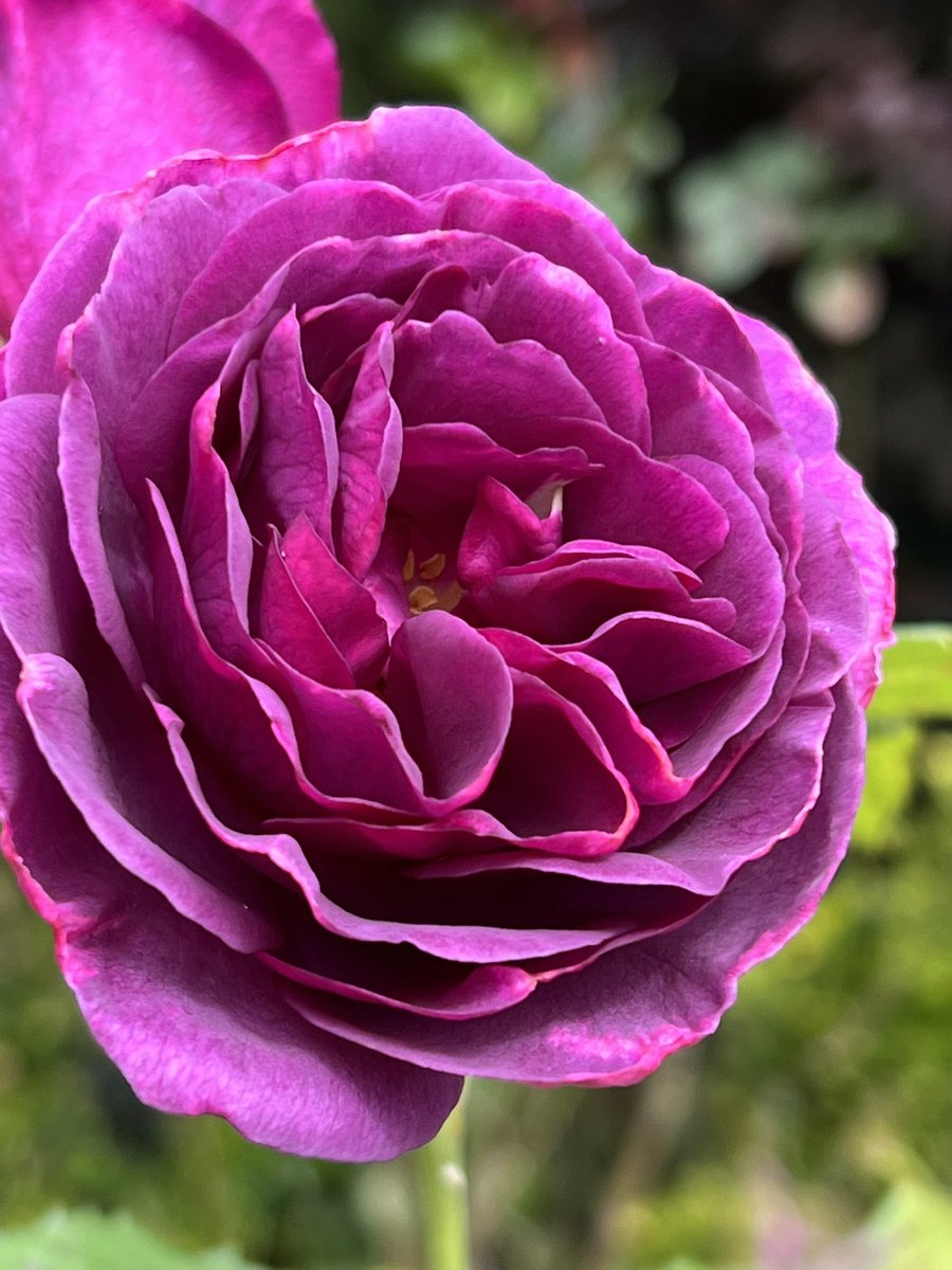 Happy #RoseWednesday everyone. Here’s Minerva looking deceptively healthy. The foliage isn’t looking too great so I’ll treat it to a re-potting and some TLC before next year. 

#GardeningX #RoseADay #Roses #FlowerPhotography #MyGarden
