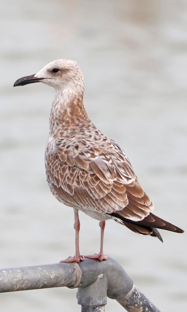 BLI_Jim's tweet image. This moulting juvenile Caspian Gull was the knockout bird in a bunch of five I photographed at Cromer Beach yesterday afternoon.