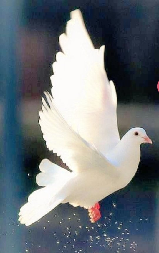 🕊️#X_promo
<a href="/IK151/">𝕊ʜᴇʀᴅɪʟ 🇵🇰 IK</a>⏎<a href="/SP14672/">Shahid Hammad</a>
<a href="/M_Sial6/">Maria Sial</a>⏎<a href="/Iqb9786/">ℨ𝔢𝔢𝔰𝔥𝔞𝔫 𝔦𝔮𝔟𝔞𝔩 𝔥𝔲𝔰𝔰𝔞𝔦𝔫</a>
<a href="/SP14572/">Shahid</a>
<a href="/hmb_16/">HINA SULEMAN</a>⏎<a href="/H_um_A/">H_A_A</a>
<a href="/nor3rh/">💎Nor elrhman💎</a>⏎ <a href="/_i1ic/">بصــــــــــيري مقيد من المتابعة راح اردها</a>
 <a href="/9rrgr/">لهــيب المــشـا؏ر ❤️‍🔥</a> 🕊️@_1rha
<a href="/1alny/">🎇Aliaa elhinawy🎇</a>
<a href="/Afai111/">Fatima Ali</a>
@m_an1o
<a href="/nbea_h/">#𝕾𝖚𝖕𝖊𝖗𝕱𝖗𝖎𝖊𝖓𝖉𝖘 #𝕿𝖔𝖕𝕱𝖗𝖎𝖊𝖓𝖉𝖘</a>
<a href="/Sadii5k/">𝐒𝐚𝐝𝐢𝐢 𝐊</a>
@apex_70
<a href="/Aa_ban1/">Gяїffїп'$ 🦅</a>
<a href="/kashii79/">Muhammad Kashif</a>
@alnfy_njm
<a href="/MarcelaErcia/">🕉MARCE🐉⚖ #MarceTeAyuda🔮#JesúsCambióMiVida✝</a>
<a href="/Aks7611/">Arshad khan</a> <a href="/aizal1221/">Aizal hadi</a>
<a href="/ravian_dani/">Ravian Dani (Real Talk)</a> <a href="/Zee4t/">✫ℤᴇᴇsʜᴀɴ✫</a>
<a href="/NIK_563/">༄༂Neha༂࿐🎀</a> @T_mengal
#ملك_الدعم_والاضافات
