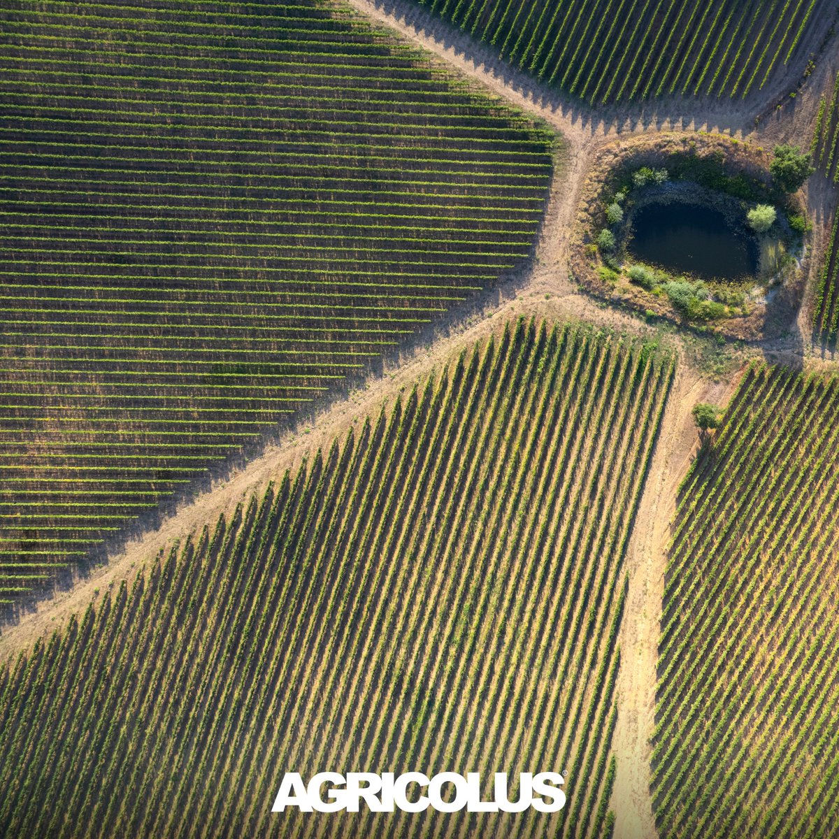 📐 Osservando la Natura abbiamo notato forme organiche, fluide, tutte sullo stesso piano.

🌱 Stiamo lavorando a qualcosa che, come la Natura, sia capace di adattarsi agli spazi in cui si trova.

#comingsoon
#Agricolus #agtech #agricolturadiprecisione #aziendaagricola