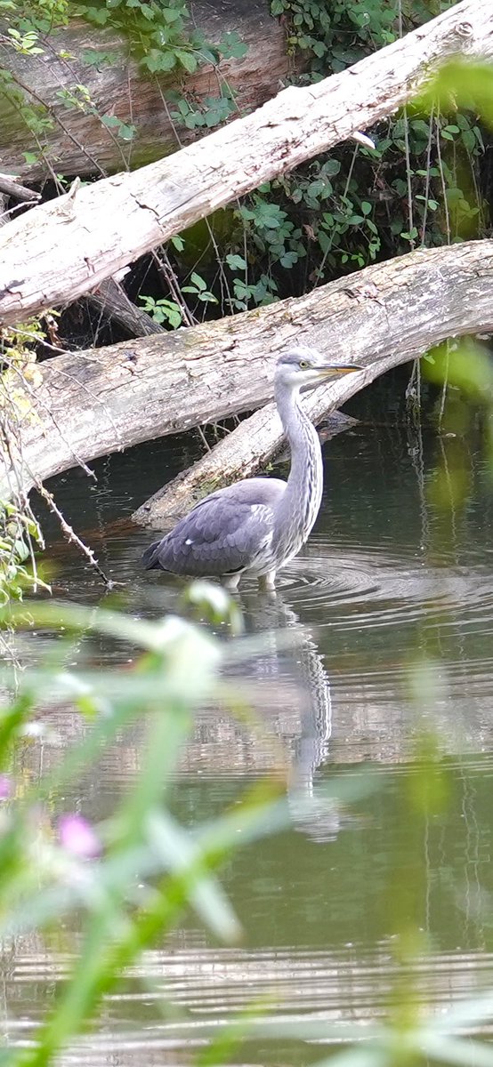 Grey heron at Spade Oak nature reserve <a href="/WildMarlow1/">@WildMarlow</a>