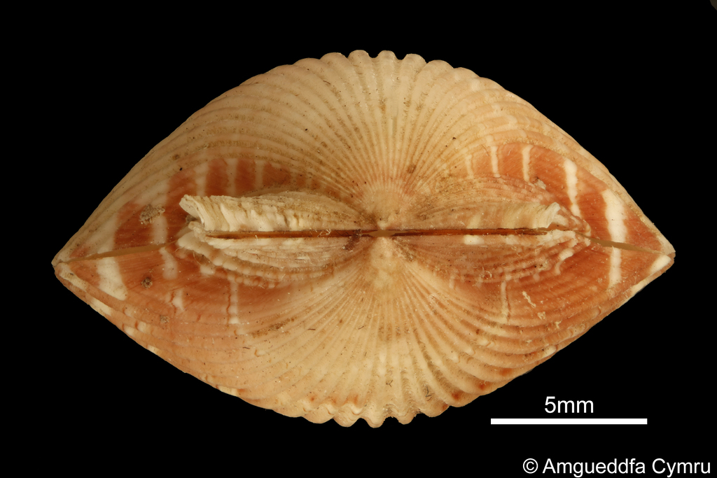 This cute little scallop is Argopecten gibbus, native to the West Atlantic from Maryland USA to Brazil.  Found rafting inside a small plastic toy boat on a beach in County Clare, Ireland. To find out more about rafting molluscs museum.wales/blog/2143/Raft…
