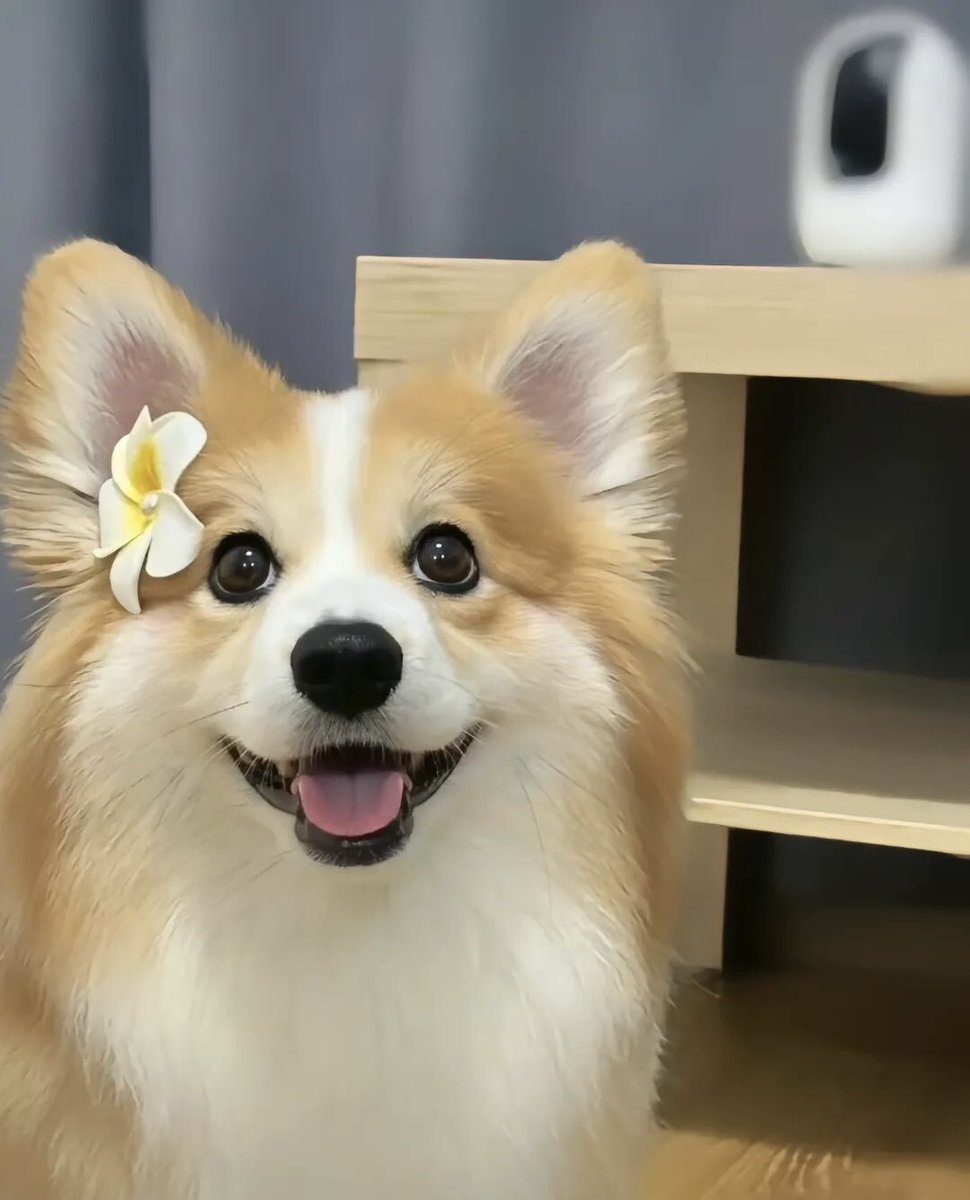 liqin510342's tweet photo. 可愛的毛孩��的笑容治愈到你了嗎？
#柯基犬 https://t.co/LwOhUX2bWa