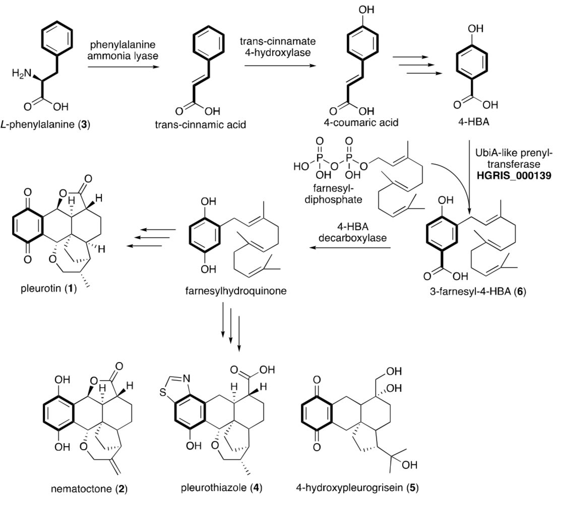 Fabrizio Alberti (@albertifabrizio) on Twitter photo Check out our latest work, just posted on <a href="/biorxiv_micrbio/">bioRxiv Microbiology</a>.
We studied the early steps of the biosynthesis of the anticancer antibiotic pleurotin using a combination of stable isotope feeding, genome sequencing, transcriptomics and heterologous gene expression.
🍄🧬💊 Check out our latest work, just posted on <a href="/biorxiv_micrbio/">bioRxiv Microbiology</a>.
We studied the early steps of the biosynthesis of the anticancer antibiotic pleurotin using a combination of stable isotope feeding, genome sequencing, transcriptomics and heterologous gene expression.
🍄🧬💊