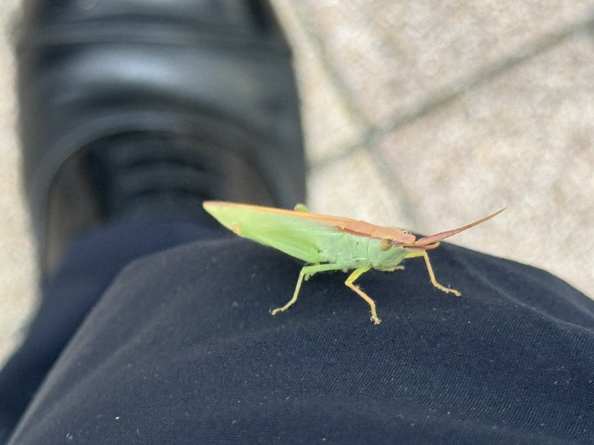 hotting0's tweet photo. 帰宅中、最寄の駅でバッタがくっついてきました。
こちらのお方はショウリョウバッタモドキさんですか？もしそうなら場所によっては絶滅危惧種らしいけど駅にいて大丈夫かな？ https://t.co/BPpRNpqJu5