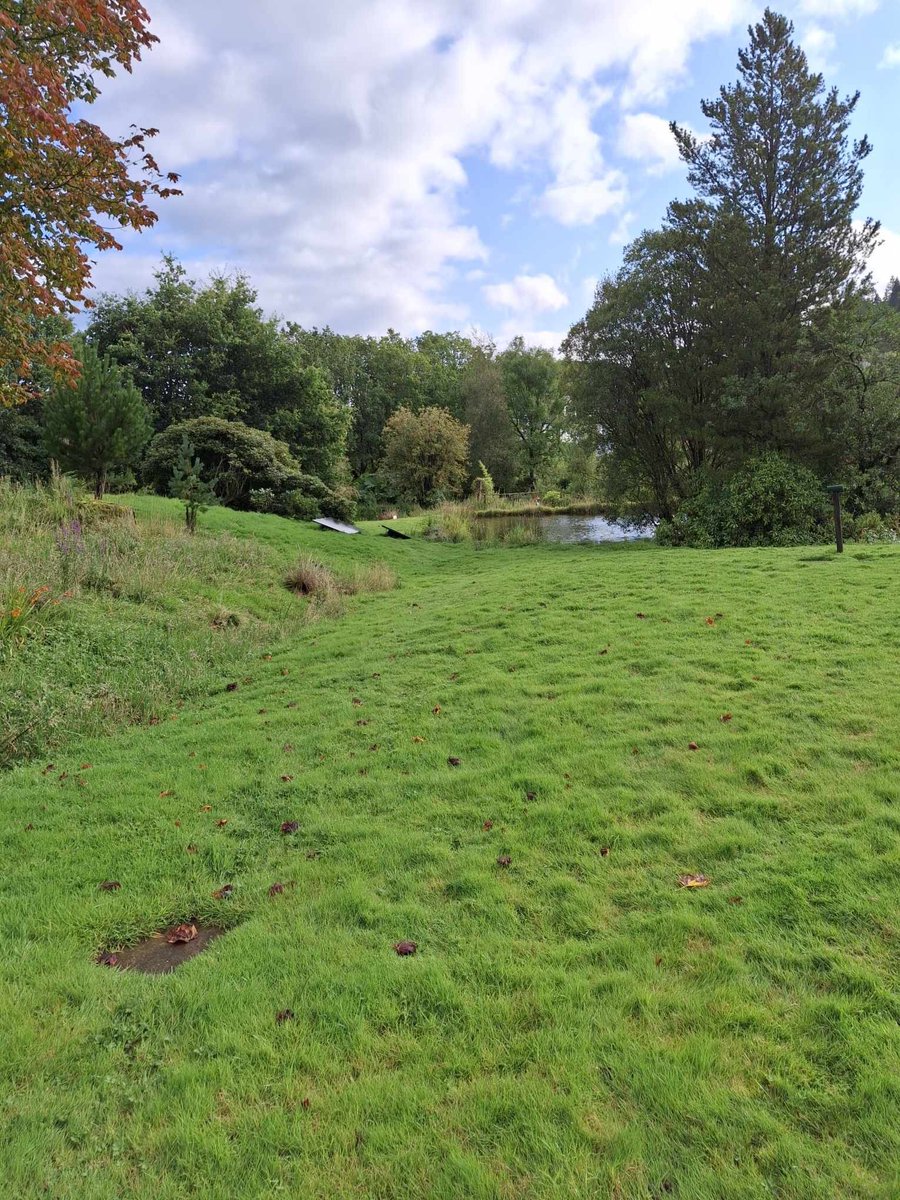 Oh my!! We have sun this morning #argyll #lochawefalconry #argyllfalconry #earlyautumn