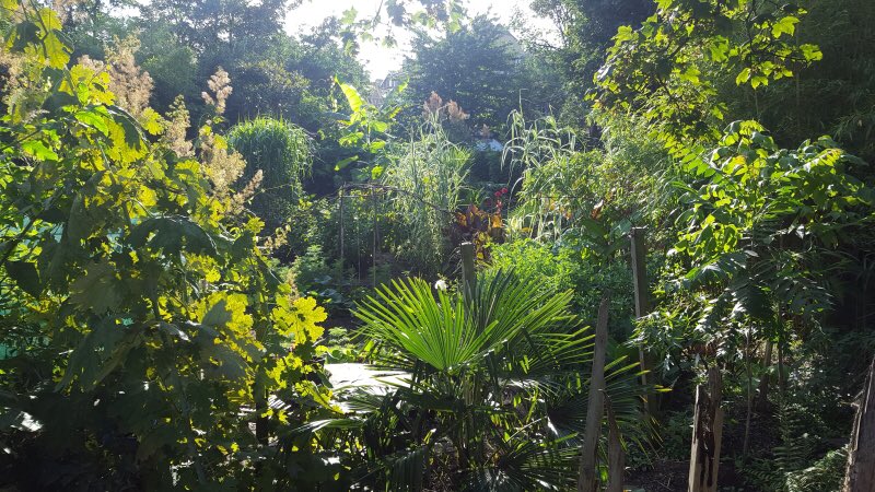 DulwichSocietyGarden (@dulwichgarden) on Twitter photo The garden at 24 Grove Park, SE5 8LH is open 11am-4.30pm this Sunday 1st September for <a href="/NGSOpenGardens/">National Garden Scheme</a> charities. An inspiring, exotic jungle of lush, big-leaved plants, with plant sales and renowned teas adding to the “wow” factor. The garden at 24 Grove Park, SE5 8LH is open 11am-4.30pm this Sunday 1st September for <a href="/NGSOpenGardens/">National Garden Scheme</a> charities. An inspiring, exotic jungle of lush, big-leaved plants, with plant sales and renowned teas adding to the “wow” factor.