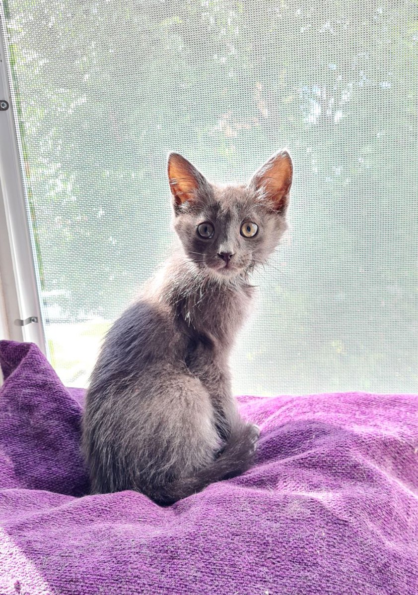 Сегодня День памяти Радужного моста - вспоминаем питомцев, которых уже нет с нами. А я вспомню малыша Лукаса. Он прожил со мной 10 дней, а потом за сутки сгорел от нервной формы панлейкопении. Ласковый, добрый, домашний ребёнок. Его выбросили, а на улице он заразился.