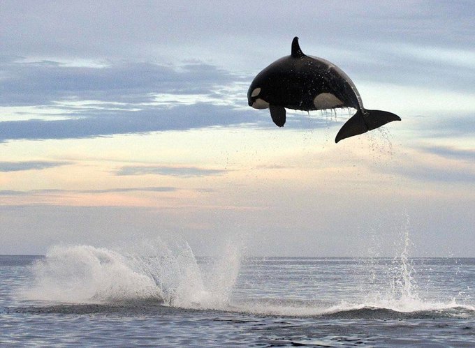 Rainmaker1973's tweet photo. A 4-ton orca leaping about 4 meters into the air.

[📹 Christopher Swann] https://t.co/Ve861x1Mfc