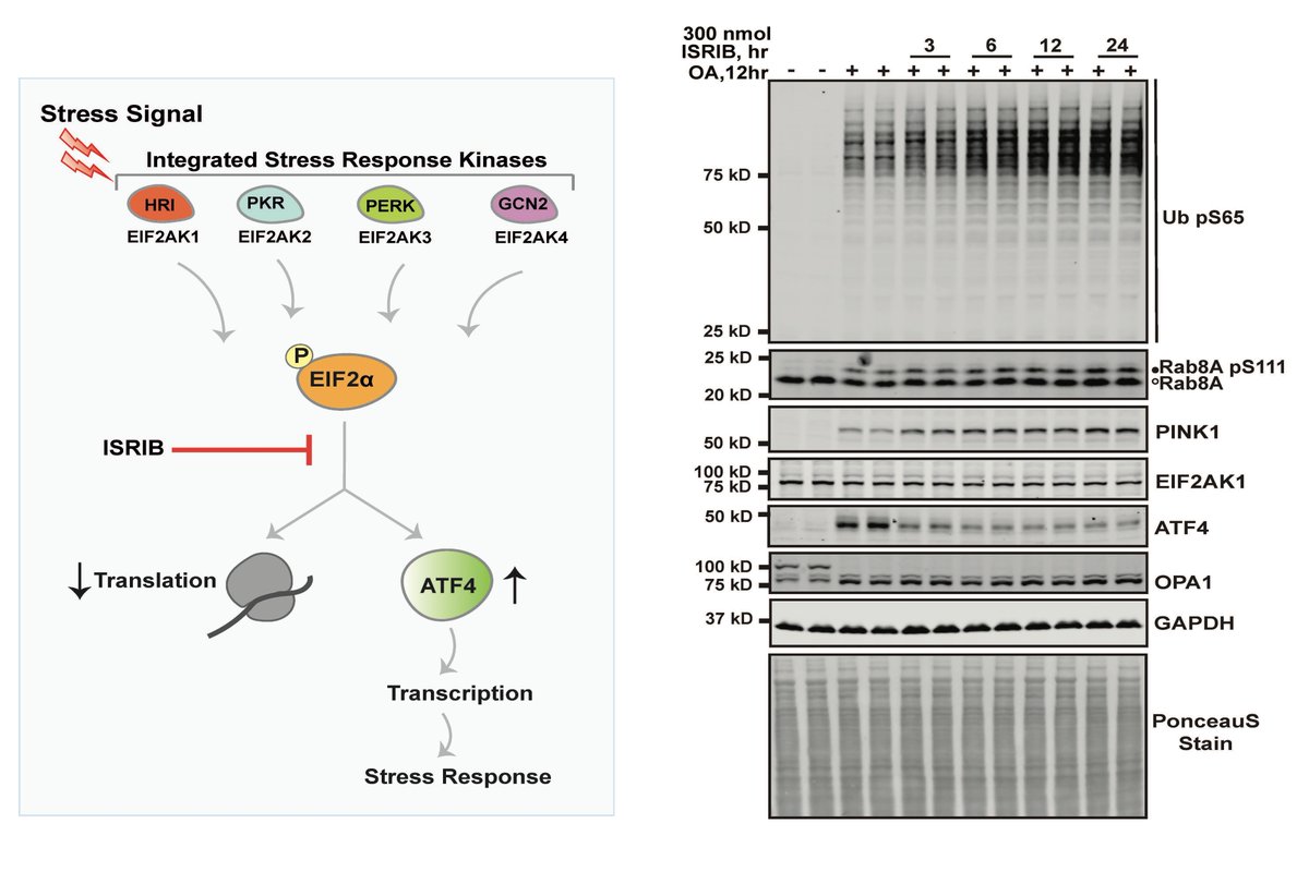 Miratul Muqit (@miratul_neuro) on Twitter photo Out Now! Updated story on #HRI kinase as a negative regulator of #PINK1 mitophagy. We now show that the small molecule ISR inhibitor #ISRIB boosts PINK1 activation. Collaboration with <a href="/LabGanley/">Ganley Lab</a> <a href="/Rousseau_Lab/">Rousseau Lab</a> <a href="/mrcppu/">MRC PPU</a> & @GlennMasson Click here for paper shorturl.at/G0IzL Out Now! Updated story on #HRI kinase as a negative regulator of #PINK1 mitophagy. We now show that the small molecule ISR inhibitor #ISRIB boosts PINK1 activation. Collaboration with <a href="/LabGanley/">Ganley Lab</a> <a href="/Rousseau_Lab/">Rousseau Lab</a> <a href="/mrcppu/">MRC PPU</a> & @GlennMasson Click here for paper shorturl.at/G0IzL