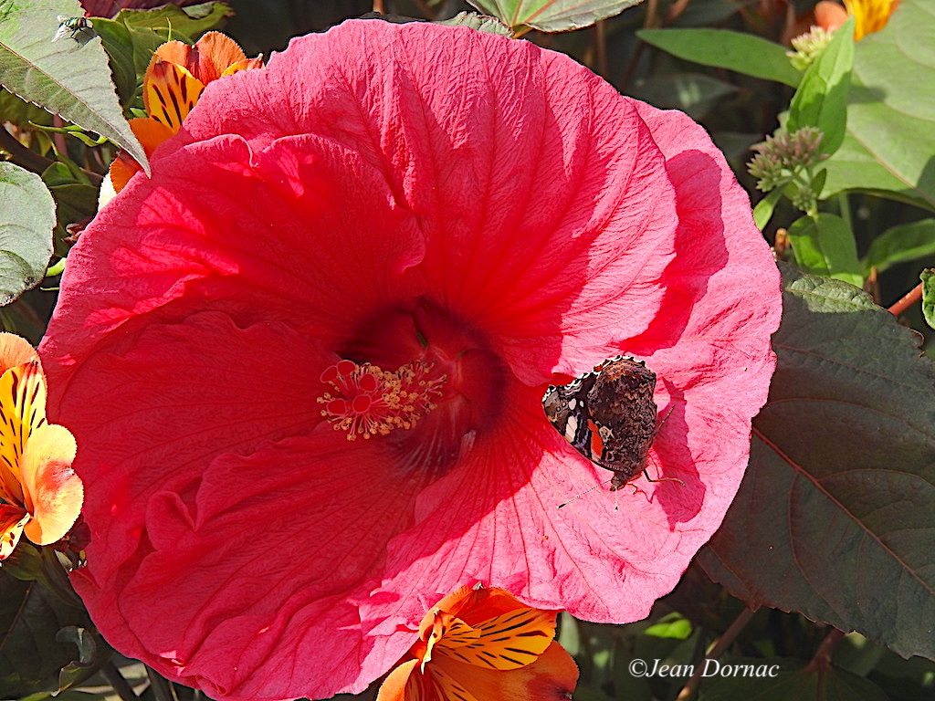 JeanDornac's tweet photo. Superbe par la taille et la couleur une fleur de ketmie des marais visité par un papillon Vulcain... #taille #couleur #ketmie #marais #papillon #vulcain #quai #Lannion #CôteArmor #Bretagne #France https://t.co/ElSvxVn65N