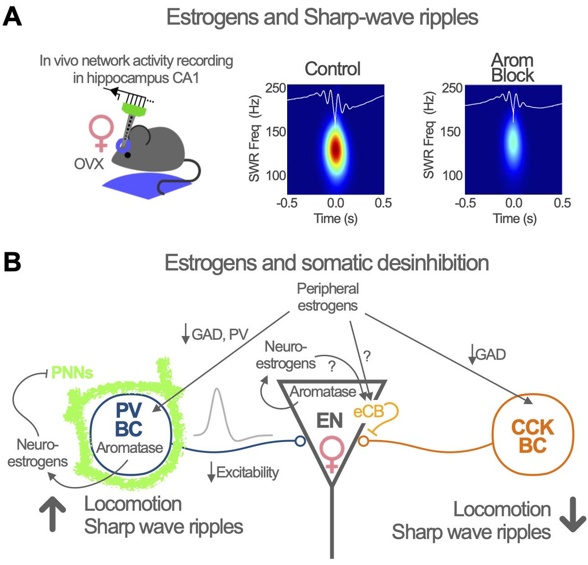 📢📢📢 New review out from <a href="/InhCir/">InhCirLab</a> 📢📢📢 
"Estrogenic regulation of hippocampal interneurons across lifespan”
We discuss the relevance of Inhibitory Neurons on sex hormone regulation of brain function.
Enjoy!

onlinelibrary.wiley.com/doi/10.1111/jn…