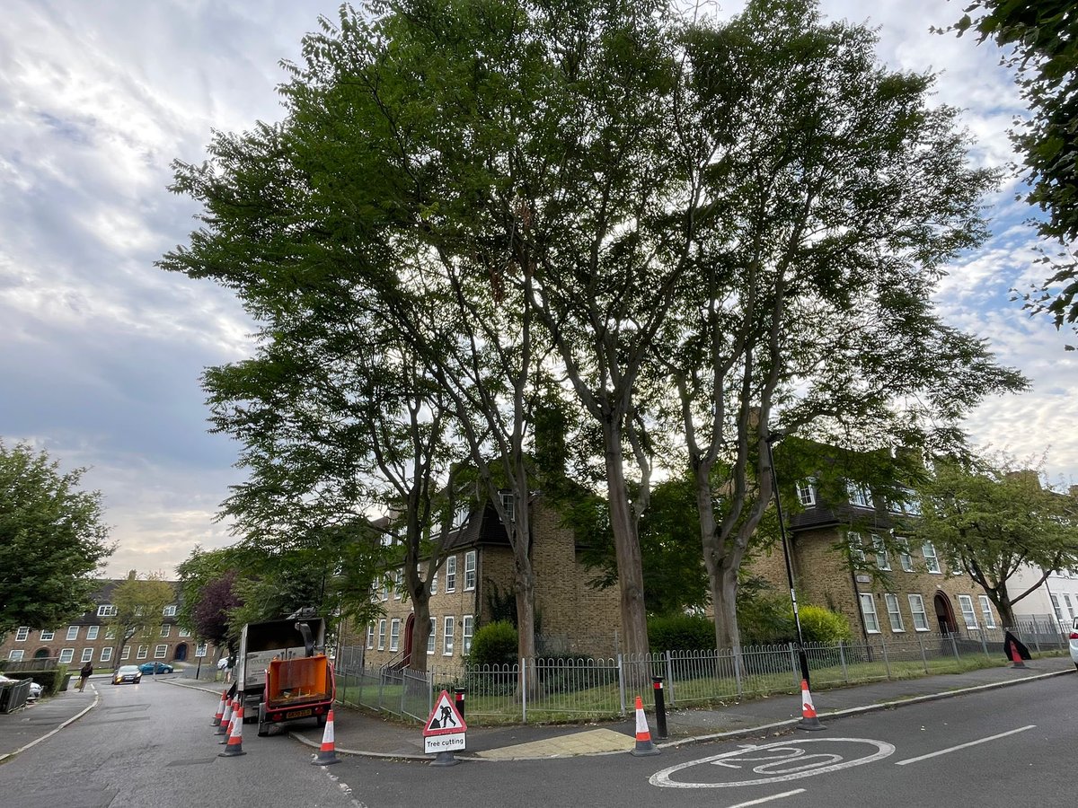 Todays site set up in Beckenham. Deadwooding and 1m cutback from property and lamppost on these tall tree of heavens (alsianthus altissima)