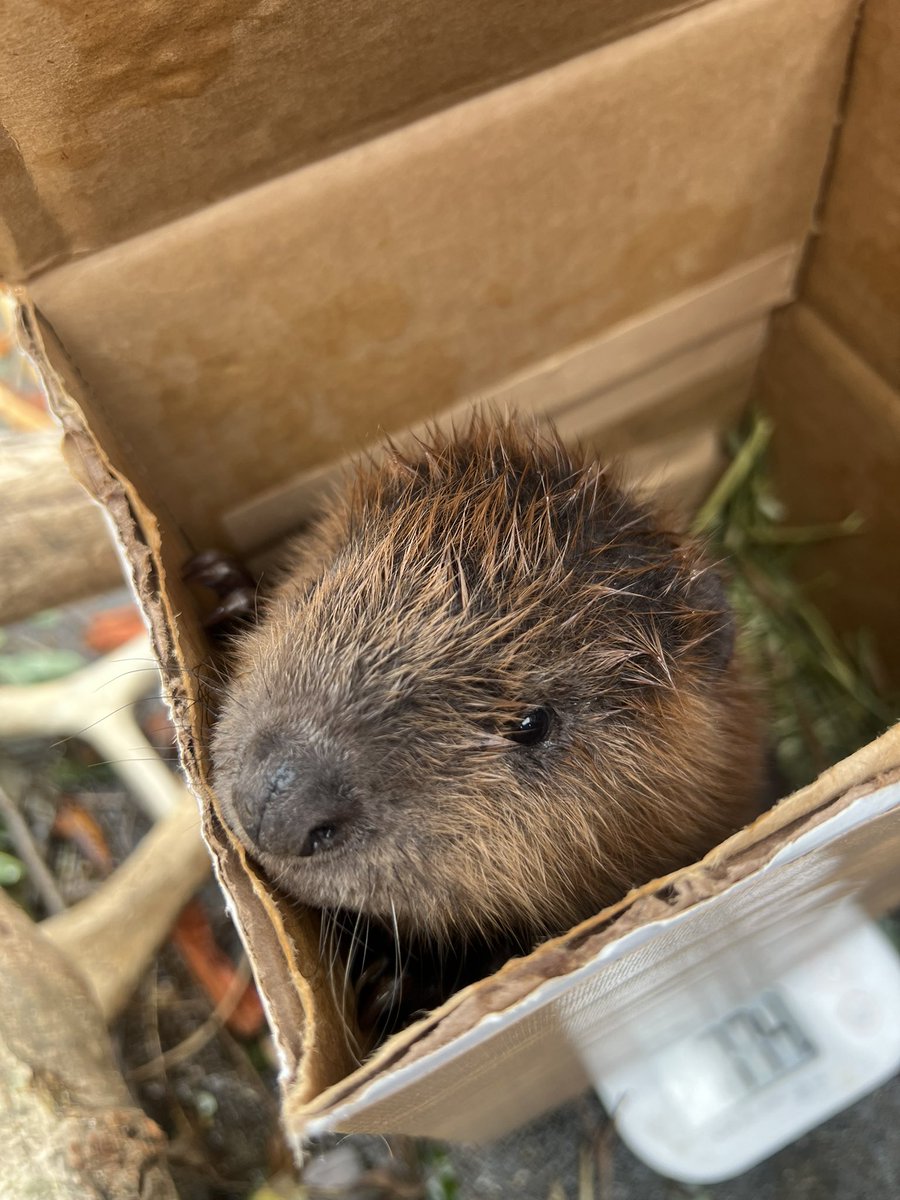 那須どうぶつ王国｜栃木観光・動物園 tweet media