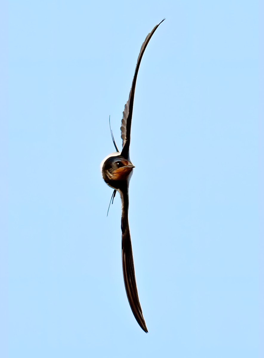 Spot the difference! 😁 
 Remarkable similarity in photos of 2 different bird species that I've taken this summer! 😯
  On the left is a Swift, on the right is a Swallow. 😍😀🐦