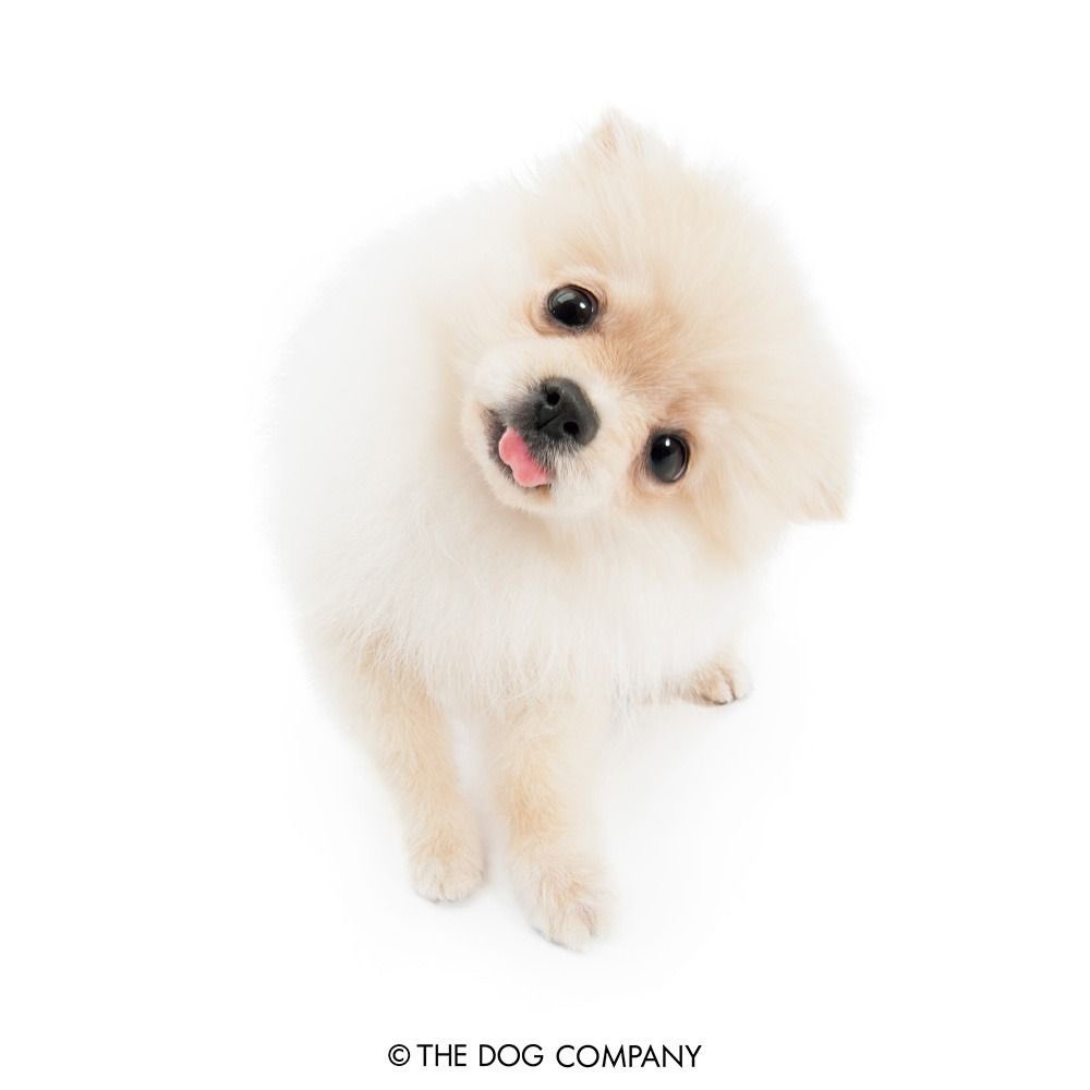 가나디 프사하자