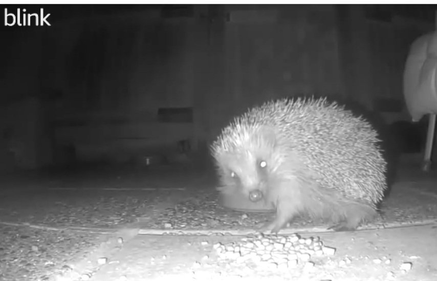 LKickers's tweet photo. Our hedgehogs are thriving, we now have at least 5 each night coming for food, water and sometimes staying over in one of the houses, but today we've seen something we never saw before  - bright blue 💩 and it's worrying us @HedgehogCabin - any ideas, please? #hedgehogs https://t.co/yHyAuGsRJw