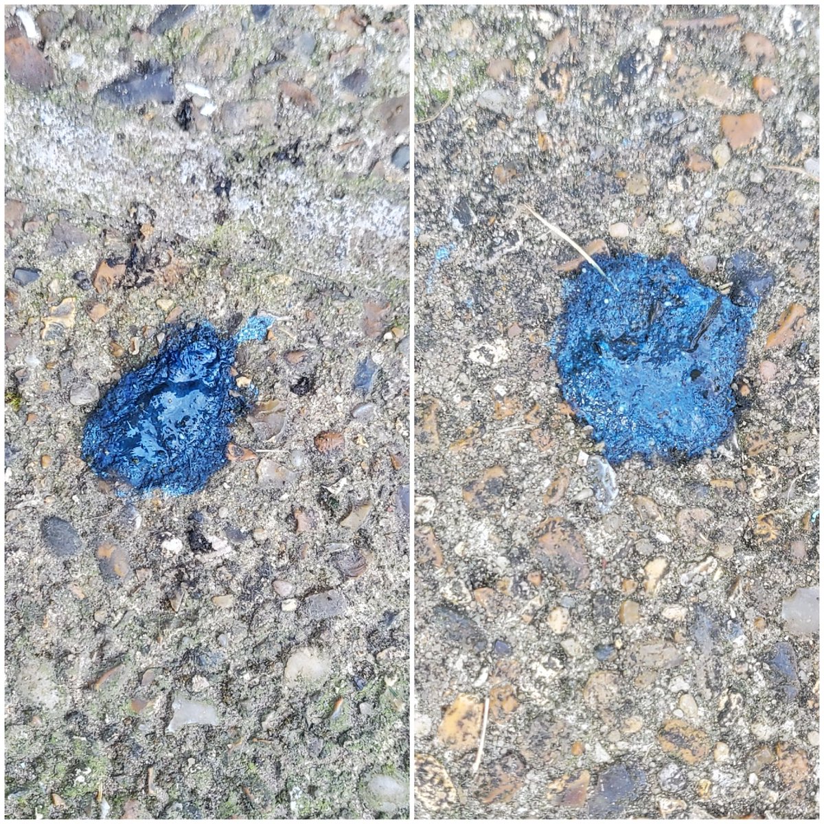 LKickers's tweet photo. Our hedgehogs are thriving, we now have at least 5 each night coming for food, water and sometimes staying over in one of the houses, but today we've seen something we never saw before  - bright blue 💩 and it's worrying us @HedgehogCabin - any ideas, please? #hedgehogs https://t.co/yHyAuGsRJw