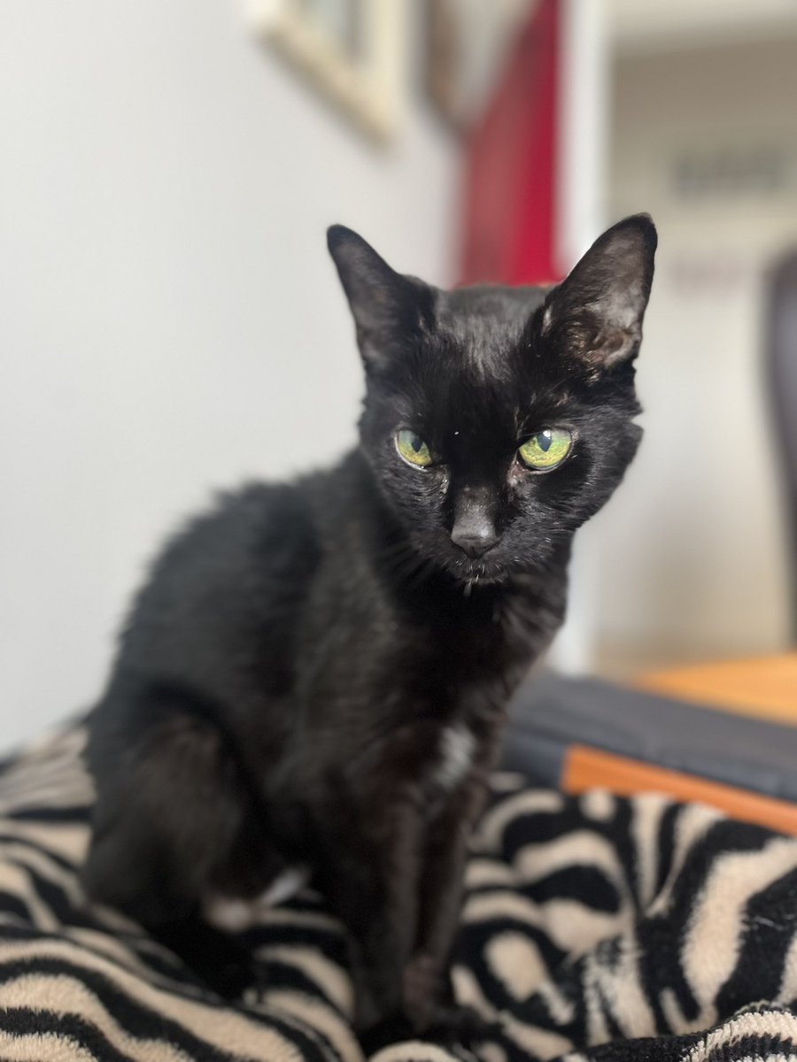 MelLawston's tweet photo. @BBCMorningLive my husband has had Buscemi since she was 6 weeks old. She’s now 19 and a half and we think we will have to say goodbye imminently. We are broken. https://t.co/kqPcItnAjT