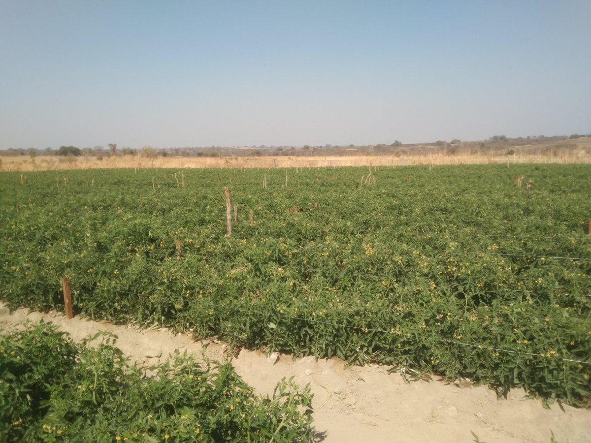 Mukudzvova Farm Produce tweet media