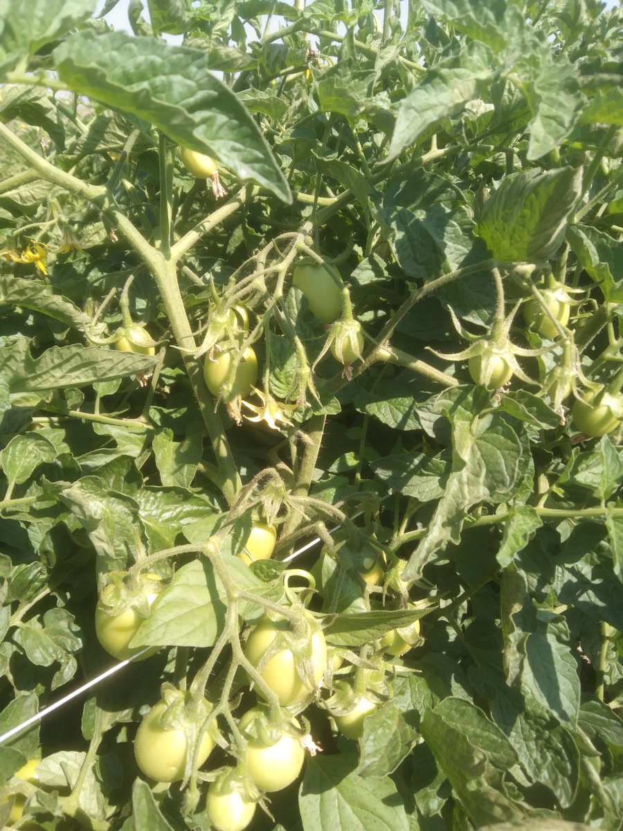 Mukudzvova Farm Produce tweet media