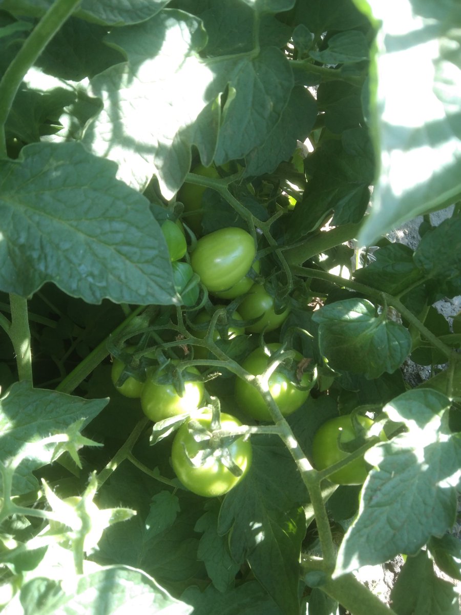 Mukudzvova Farm Produce tweet media