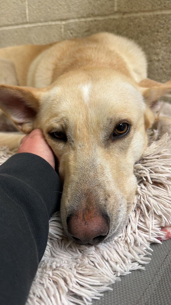 Animal Adoptions UK 🐕‍🦺🐈🐎❤️ tweet media