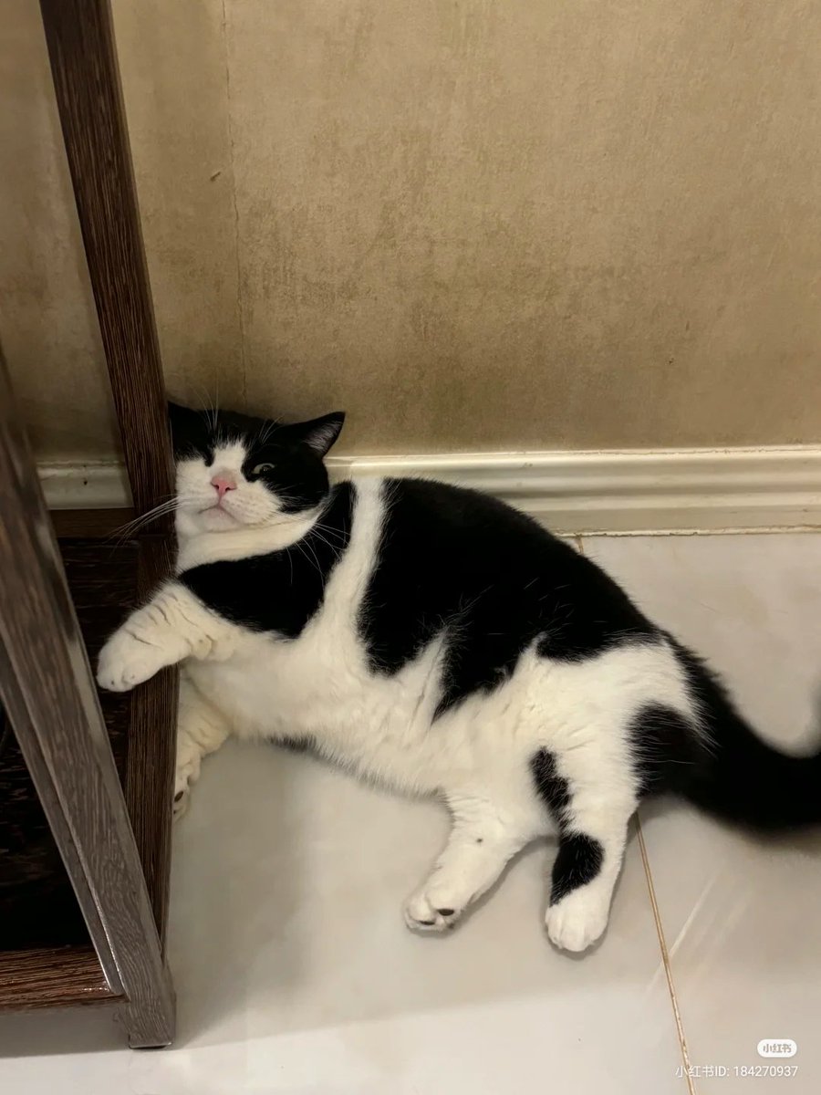 No Context Cats tweet media
