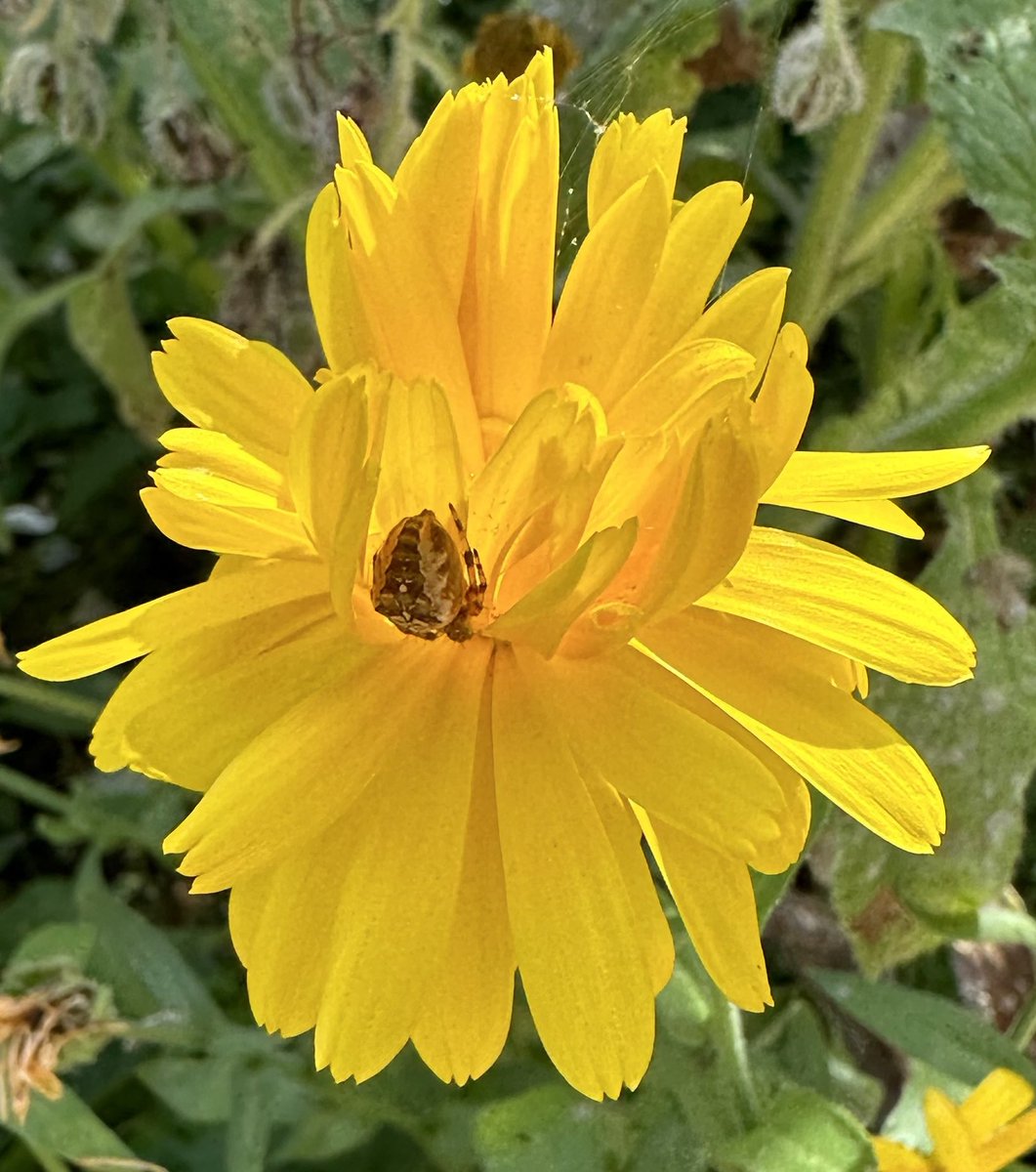 DollysGarden's tweet photo. Flower-bombing Twitter. Please join me in brightening up our timelines and retweeting flower photos.
Quote tweet my post and pass on the #FlowerLove #FlowerBombs #FlowerPower
#Gardening #FlowersOfTwitter #GardeningTwitter #DollysCottageGarden https://t.co/Ys9zZGrAdk