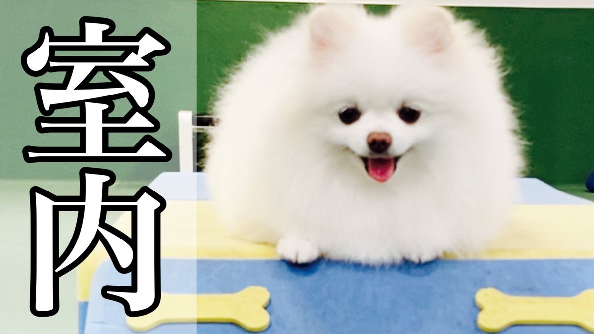 moko777channel1's tweet photo. 動画アップしました!
ドッグランで大興奮するポメラニアン
https://t.co/nSk5nmGzSs
毎週月、水、土曜日 18時配信予定
#犬
#ポメラニアン
#モコちゃんねる
#ドッグラン
#ブラッシング
#Pomeranian
#CuteDogs
#PetVlog
#DogLovers
#FluffyDogs
#SmallDogs
#犬好き
#DogGrooming https://t.co/G1AdFYVVzz