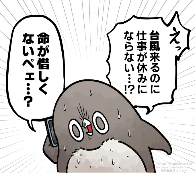 みんなで休もう
#虚無かわいいアデリーペンギン 