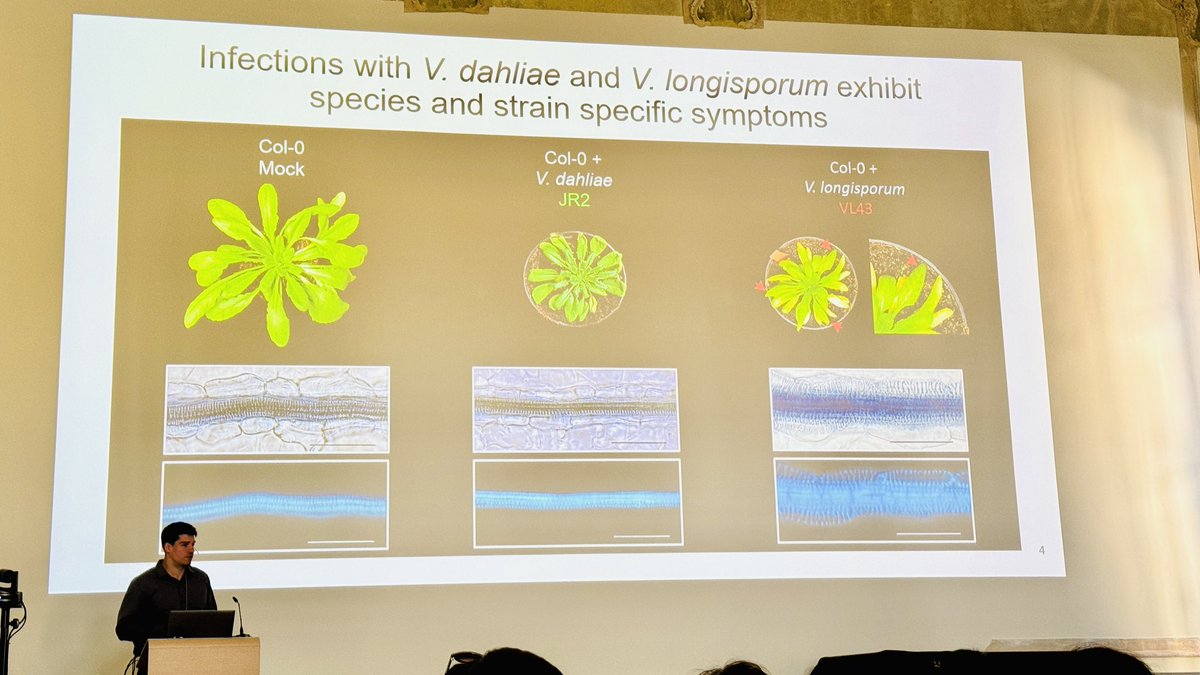 IRTG_PRoTECT (@irtg_protect) on Twitter photo Exciting work by Konrad Subieta (former #IRTG2172 PhD student) from the lab of <a href="/VolkerLipkaGOE/">Volker Lipka</a> about the Verticillium effector TRADE targets the host mRNA turnover machinery to trigger developmental reprogramming Exciting work by Konrad Subieta (former #IRTG2172 PhD student) from the lab of <a href="/VolkerLipkaGOE/">Volker Lipka</a> about the Verticillium effector TRADE targets the host mRNA turnover machinery to trigger developmental reprogramming