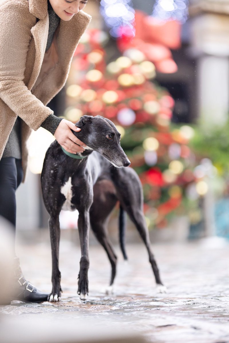 East London Dog Community tweet media