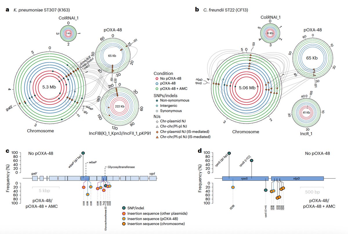ASantosLopez's tweet image. If you like plasmids, insertion sequences, and bacterial evolution, you&apos;ll like this one! Now published in its fancy journal format. 
Thanks to everyone involved in the project, especially @SastreDJorge, @AlvSanMillan and the funders @BecariosFLC. 
nature.com/articles/s4155…