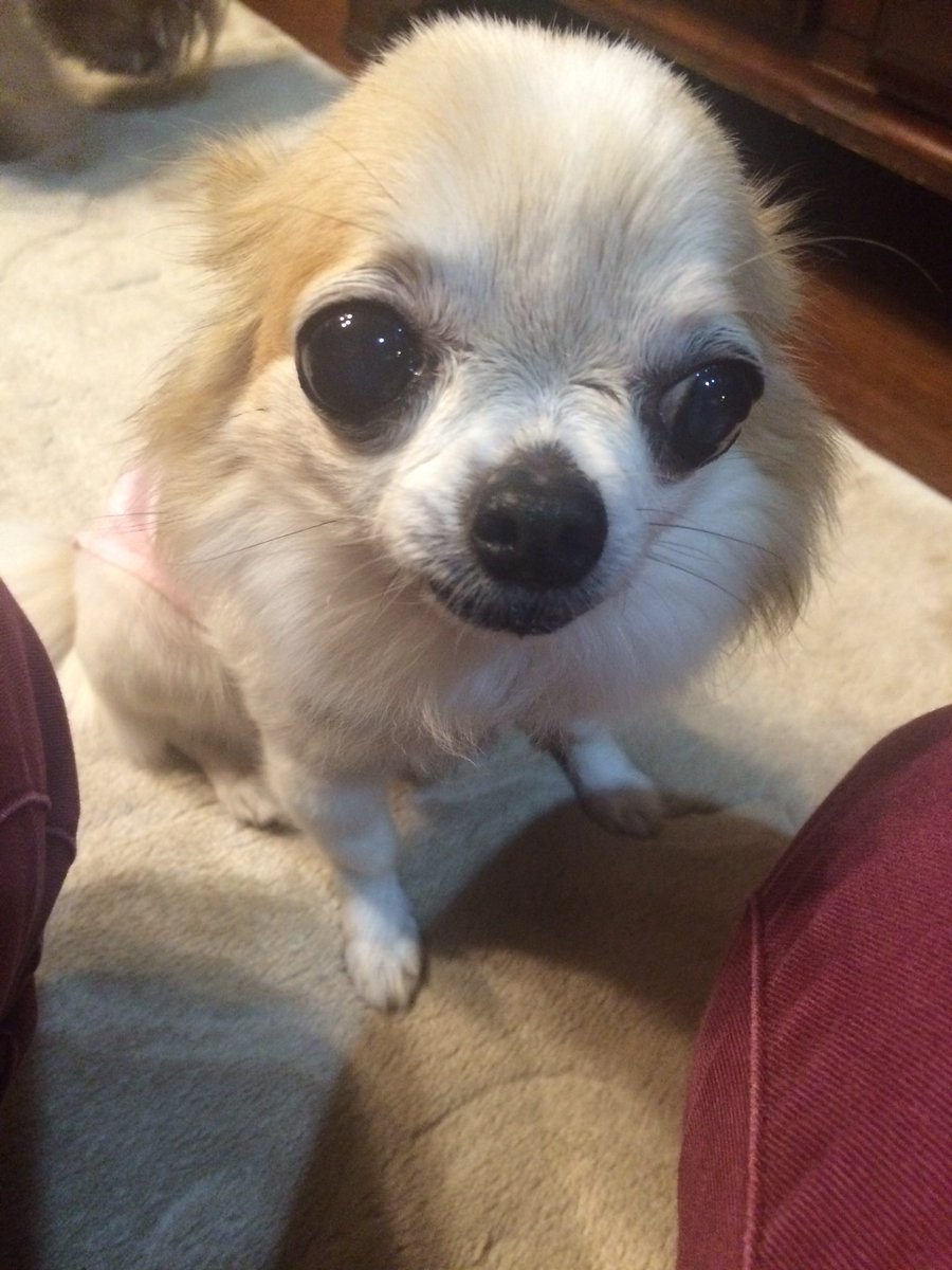 maleverinlog's tweet photo. @xCOLMELx 4匹の兄妹で仲良く🌈🐶🐶🐶🐶🌈 https://t.co/pzEB56LcEE