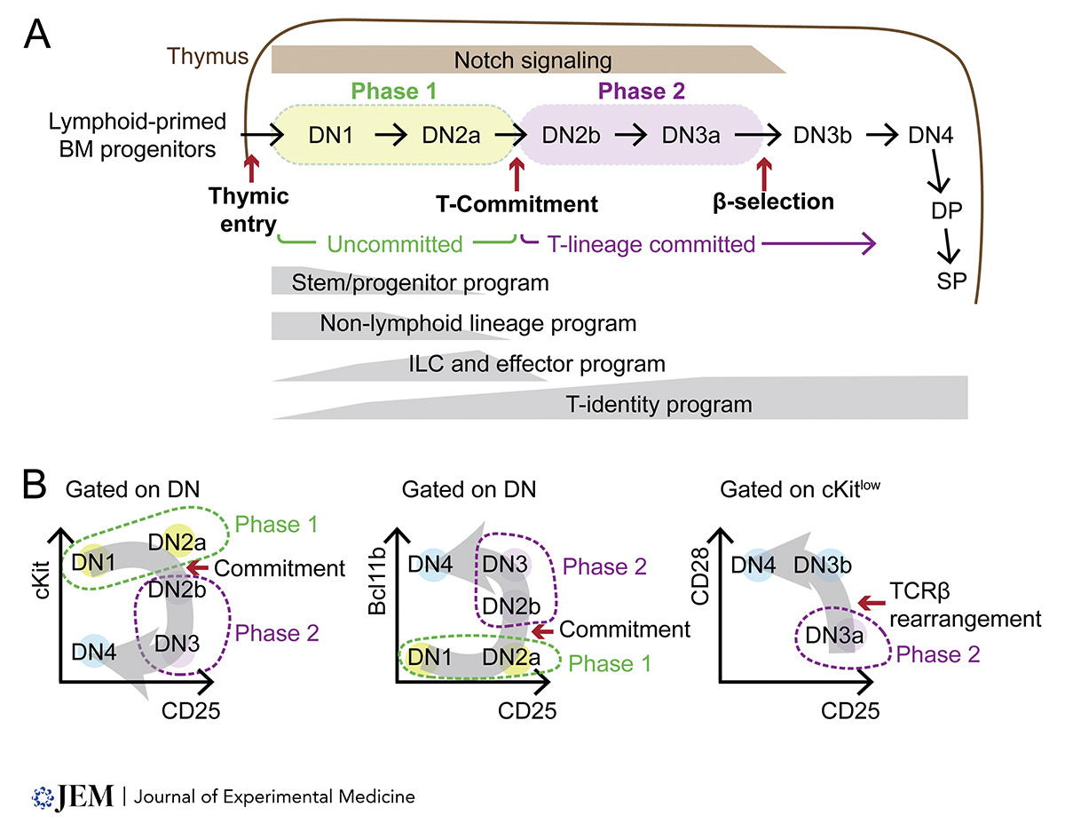 JExpMed's tweet photo. Transcriptional network dynamics in early T cell development. A new review from Boyoung Shin (@boyoung__shin), Ellen Rothenberg (@evrlab) and colleagues @Caltech: https://t.co/k09QWNUsrM
#Thymus #TcellDevelopment #Hematopoiesis; #StemCells #Regeneration #LymphocyteBiology #Notch https://t.co/qLM8ioe4Uq