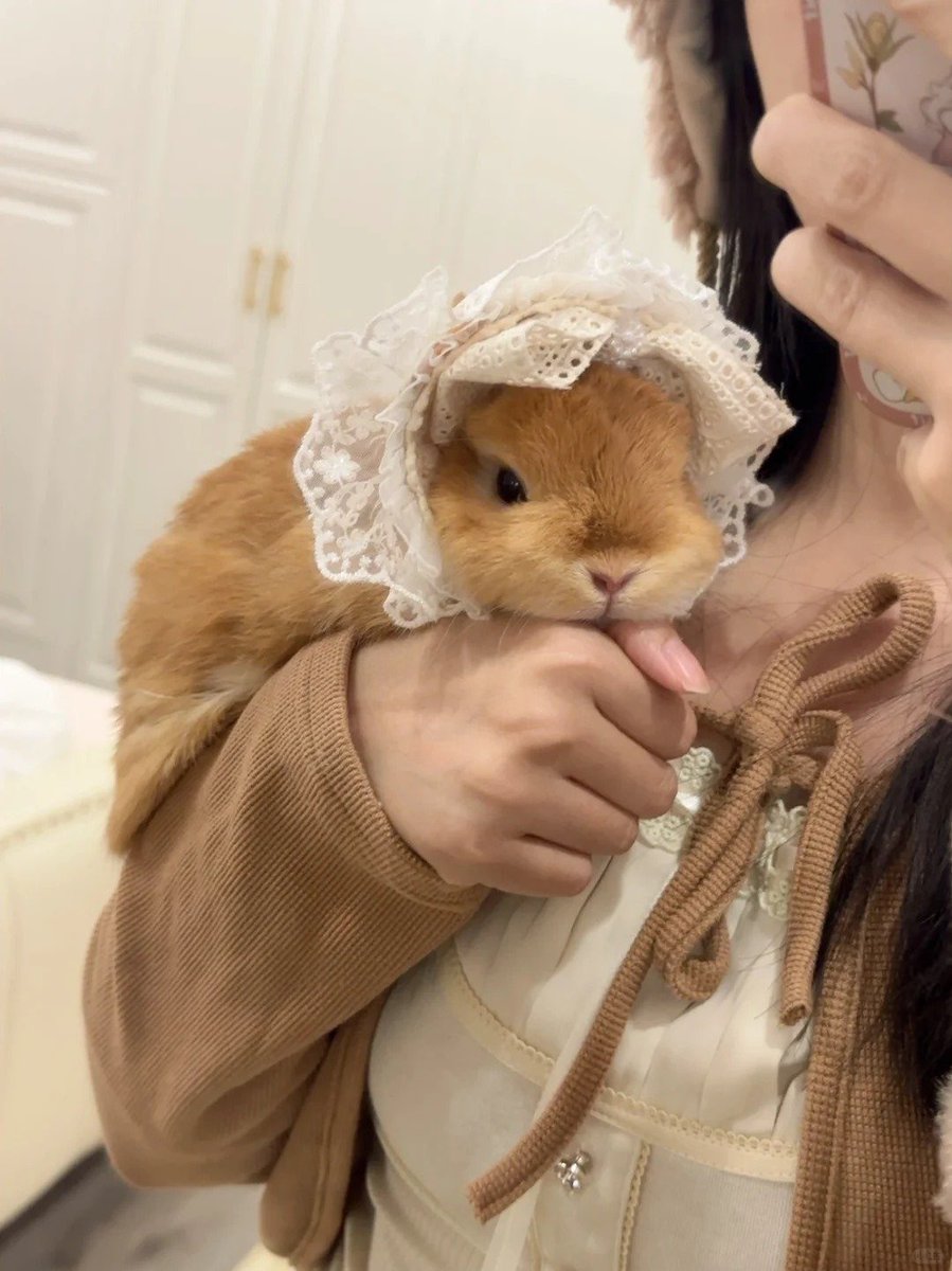 Why you should have a rabbit (@shouldhaverabit) on Twitter photo 