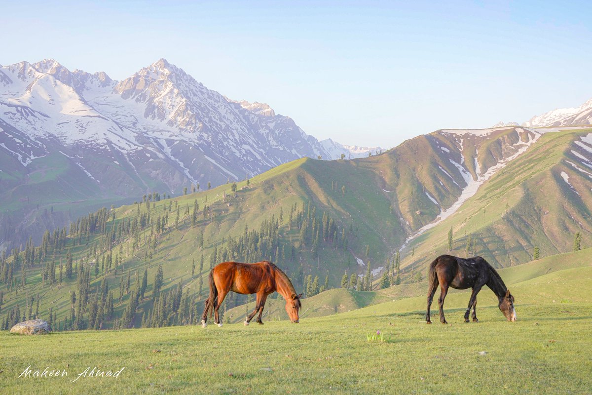 Morning whispers of the mountains, where the world feels still, and the soul finds peace.