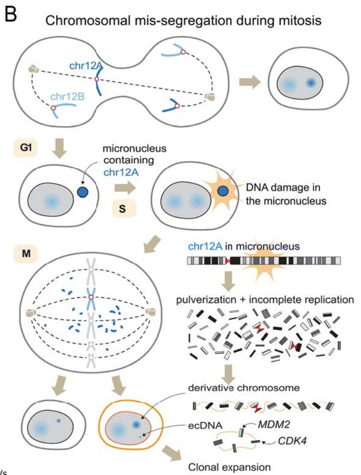 Jonathan Lifferth (@jon_lifferth) on Twitter photo I've long suspected an important alternate role for chromothripsis in SCLC pathogenesis. Very excited to see these ground breaking results from <a href="/natasharekhtman/">Natasha Rekhtman MD PhD</a> and <a href="/charlesrudin/">Charlie Rudin</a> I've long suspected an important alternate role for chromothripsis in SCLC pathogenesis. Very excited to see these ground breaking results from <a href="/natasharekhtman/">Natasha Rekhtman MD PhD</a> and <a href="/charlesrudin/">Charlie Rudin</a>