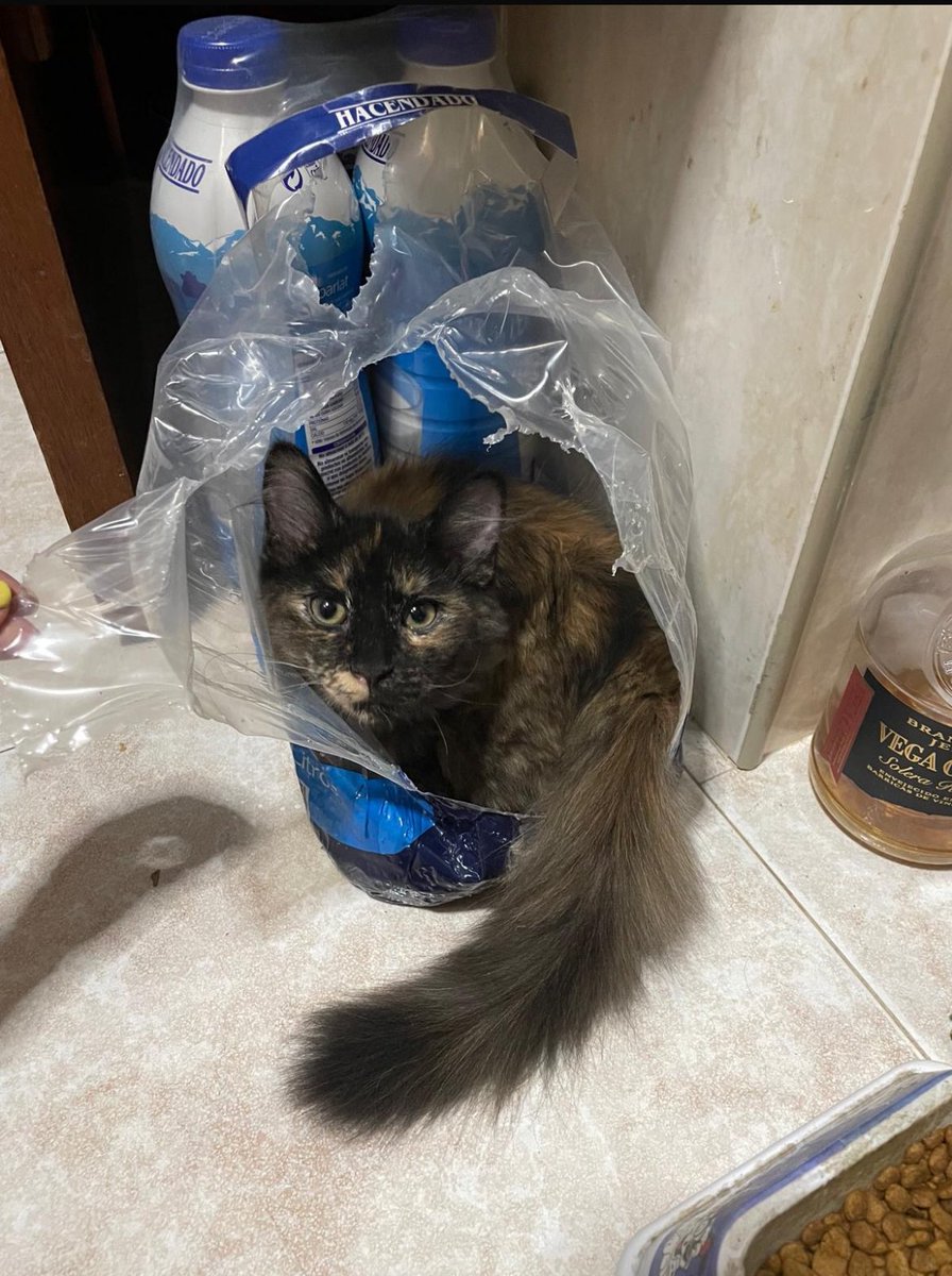 Sigue desaparecida ‼️‼️‼️

Por favor difundid y si alguien la ve que me escriba!!

Se ofrece recompensa!!!

#gato #alcala #alcaldehenares #gatoperdido #animales