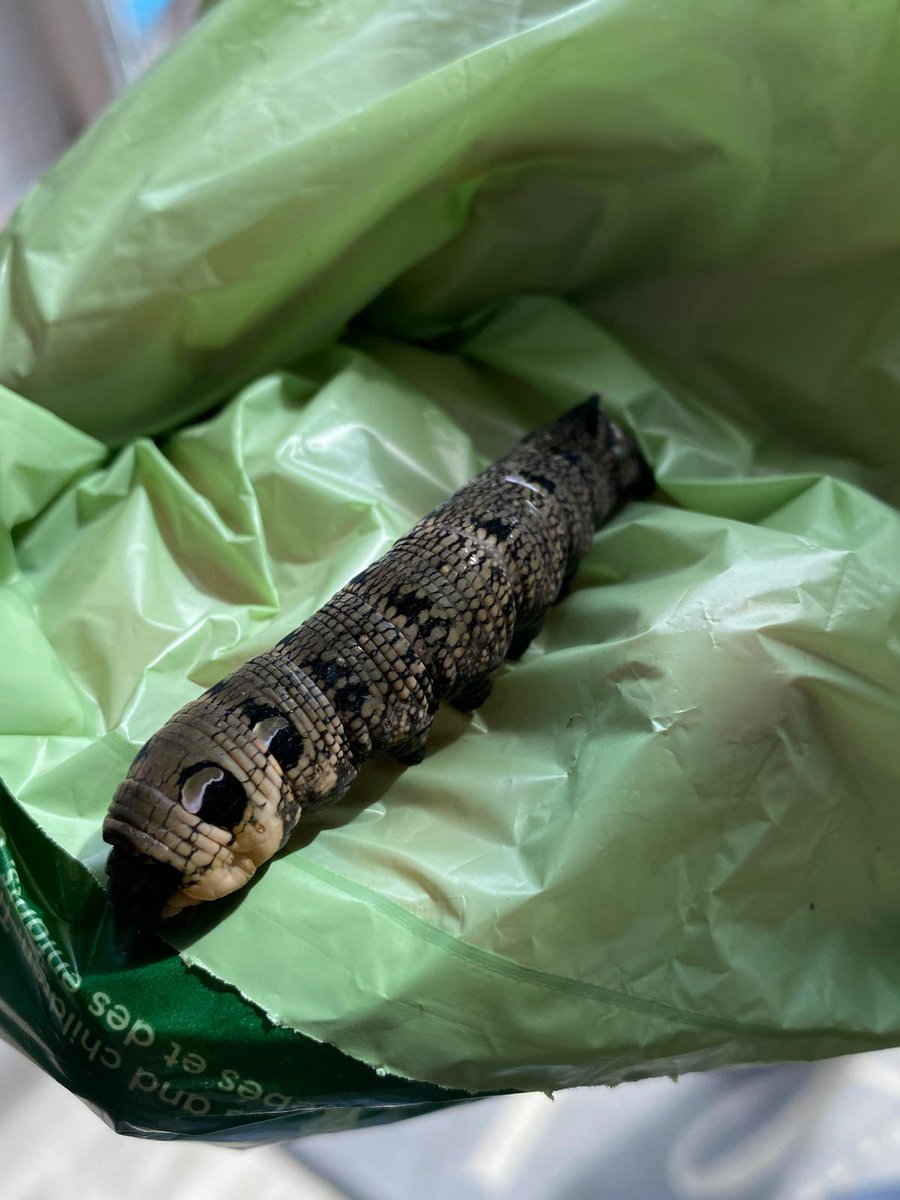 Rhian Munson tweet media