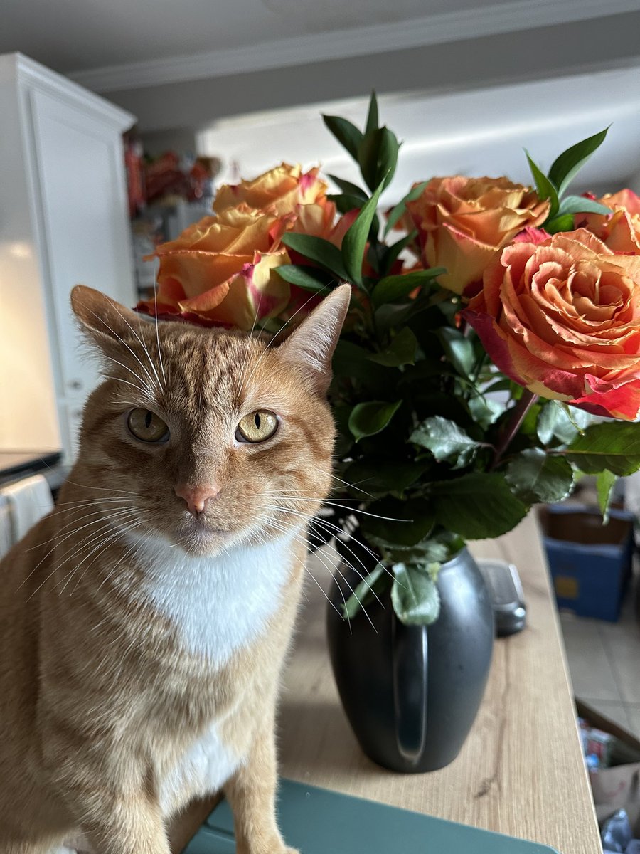 everyone say “happee birthdae” to the moste hansum orange boy (me) 🥳🧡