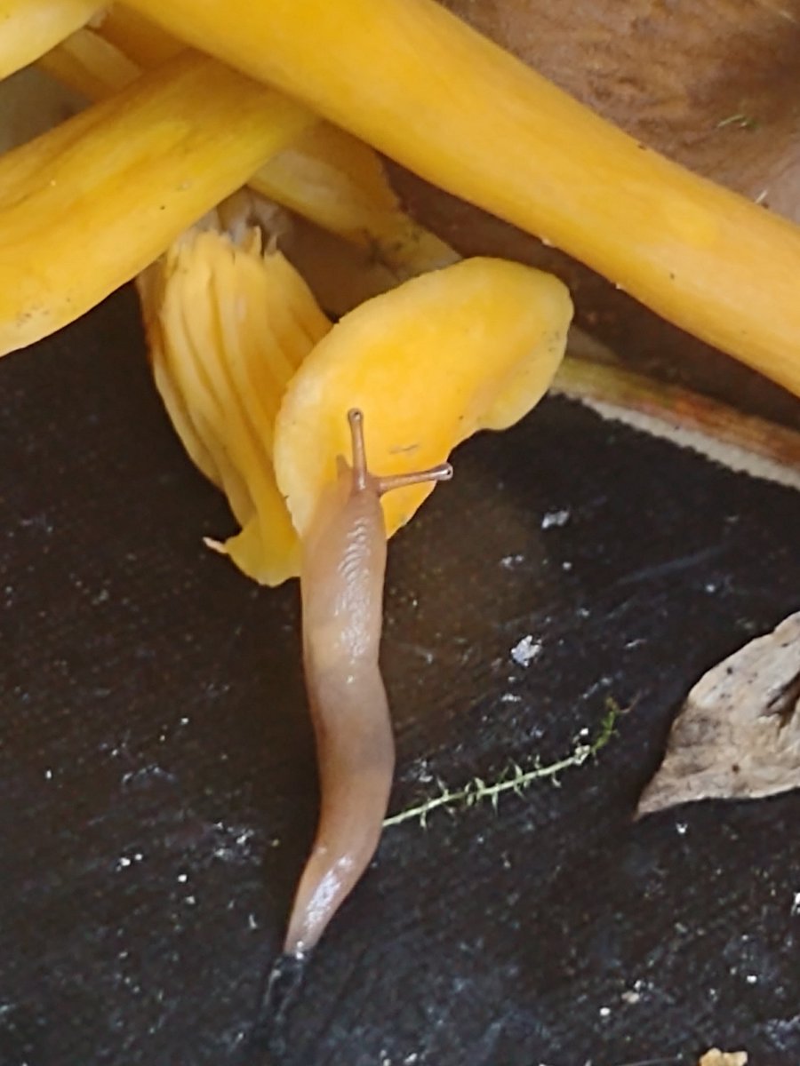 MuoriskaJ's tweet photo. Etana, etana, näytä sarves, onko huomenna pouta?
Ja 🐌 vastasi.
#suppis #metsäharjaetana #sienestys #keltavahvero https://t.co/ia1YXiDUNZ