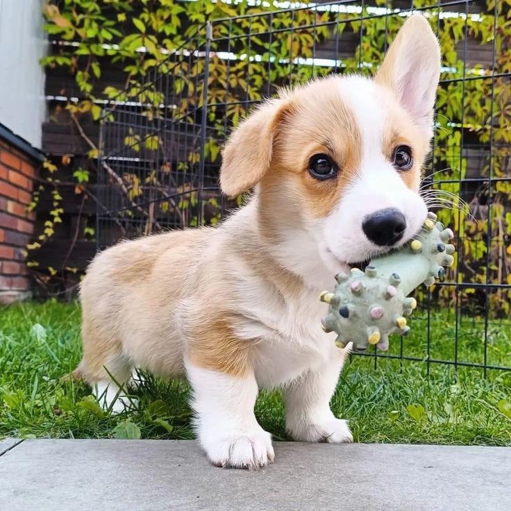 lovers_cor32508's tweet image. Cute puppy🥰🥰☺️☺️

#corgiclub #cutecorgi #corgilove #corgeworld #corgipuppy #corgilovers