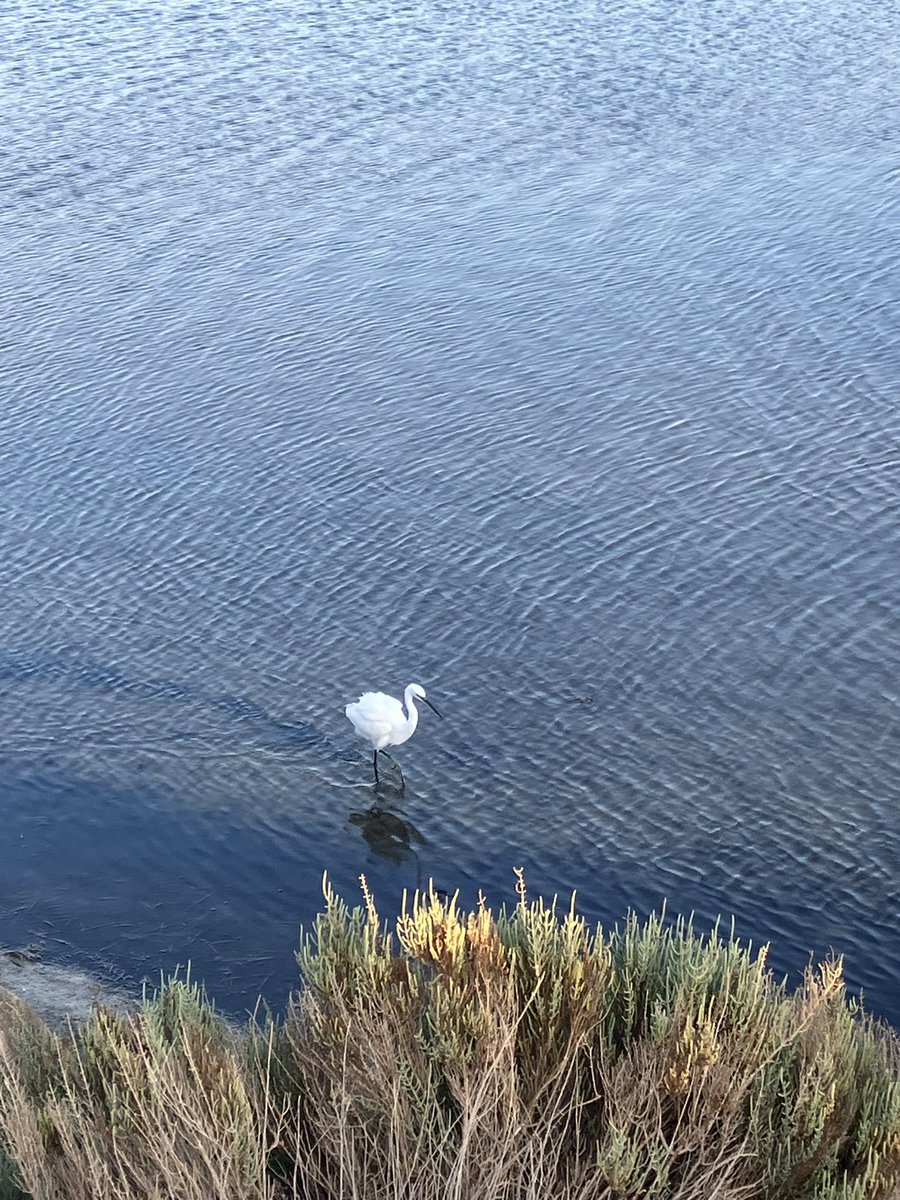 PrevotCecile's tweet photo. L’aigrette garzette blanche des dunes de Porto Pino #Sardegna #Italia #Echassier #Oiseaux #Garzetta https://t.co/p7KS92IJZL