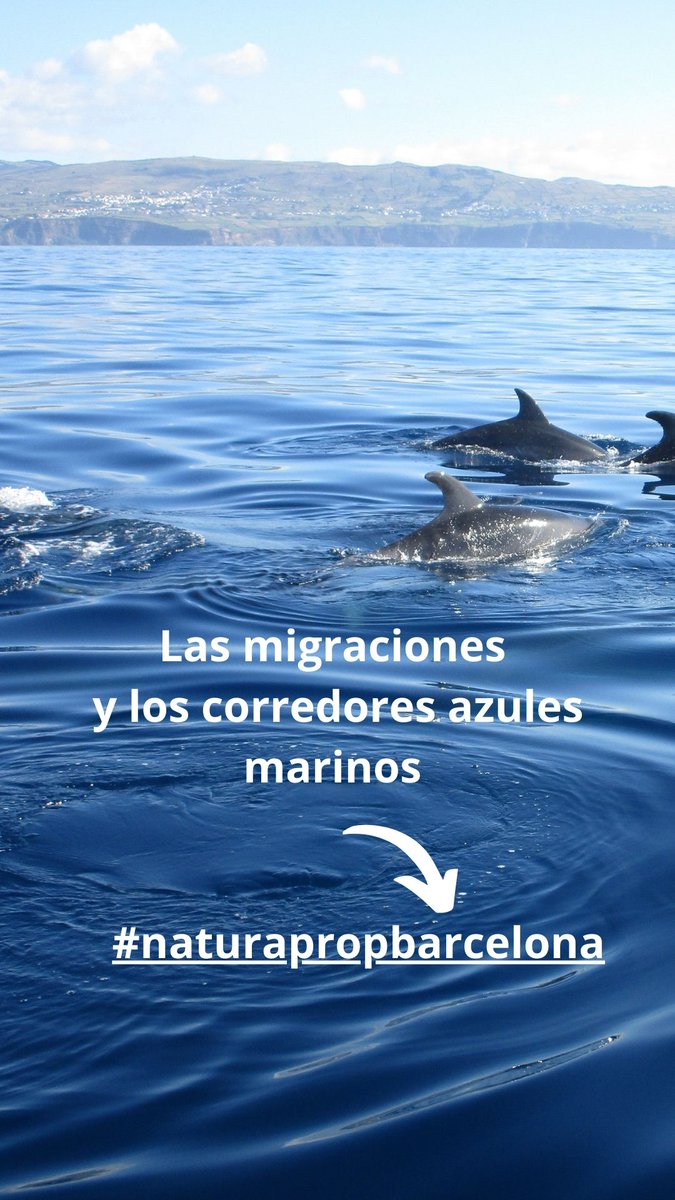 rafalomar's tweet photo. 😃 Autopistas marinas por donde migra la fauna marina 👇👇
https://t.co/urGXahklOs https://t.co/O2gSW3TCoR